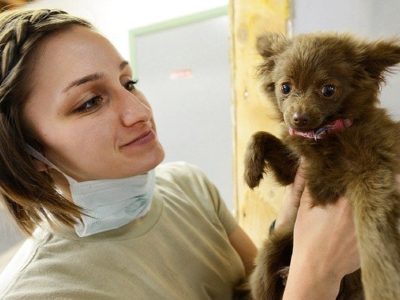 What Is a Veterinary Assistant?