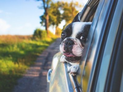 The Rise of Mobile Veterinarians and Why They’ve Become So Popular