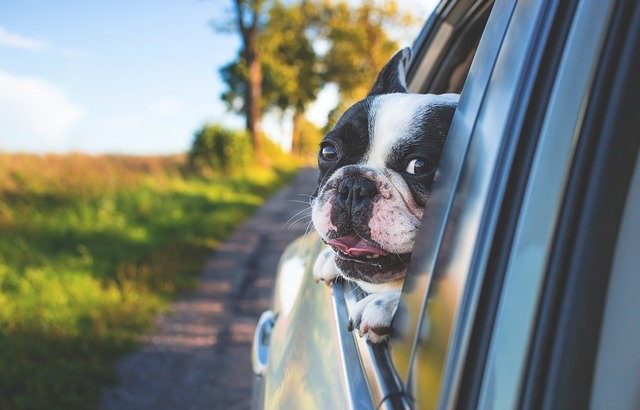 The Rise of Mobile Veterinarians and Why They’ve Become So Popular