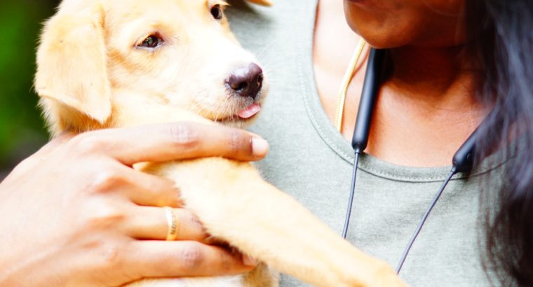 How Veterinarians Give Back to Their Local Communities