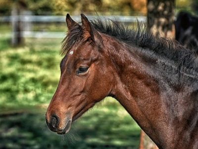 Equine Veterinarians: An Introduction to This Specialized Profession