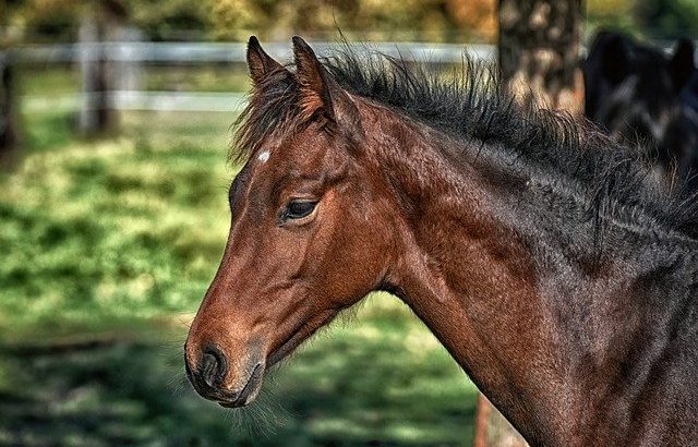 Equine Veterinarians: An Introduction to This Specialized Profession