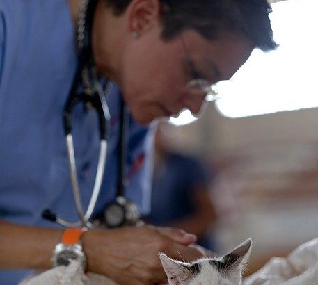 The Benefits of Working as a Veterinary Assistant