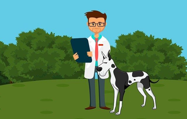 Why You Should Study Math When Seeking to Become a Veterinarian