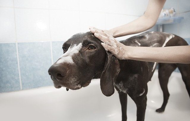 The Pros and Cons of Starting Your Own Dog Grooming Business