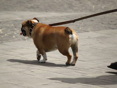 7 Tips on How to Start a Successful Dog Walking Business