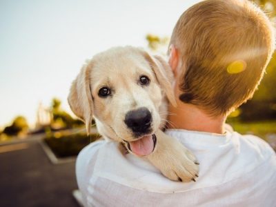 What Is a Companion Animal Veterinarian?