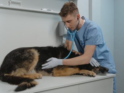 7 Common Types of Veterinary Clinics