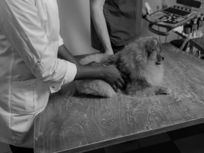 A Beginner’s Guide to Becoming a Veterinary Technologist