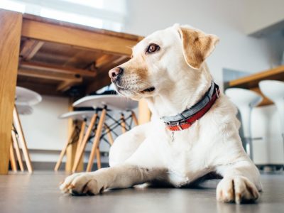 Pet Boarding vs Pet Sitting: What’s the Difference?