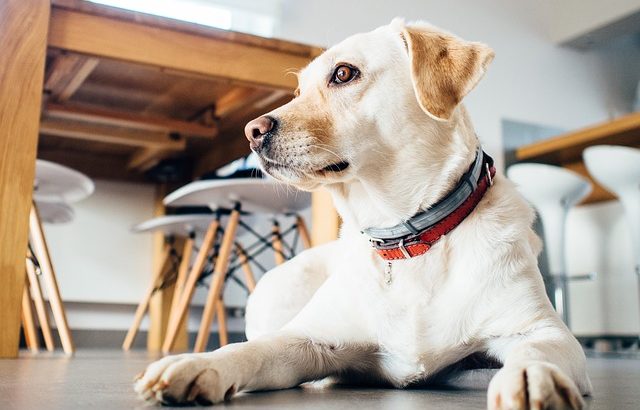 Pet Boarding vs Pet Sitting: What’s the Difference?