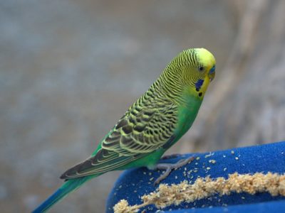 Common Services Offered By Avian Veterinarians