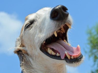 The Beginner’s Guide to Veterinary Dentistry and What It Entitles