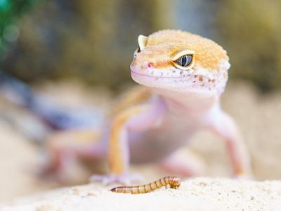 Reptile Veterinarian: Is It the Right Career For You?
