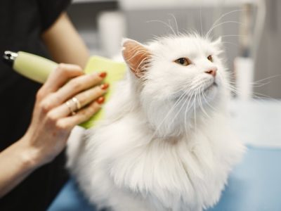 How to Get Your Cat Grooming Business Up and Running