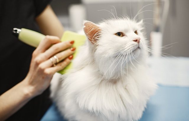 How to Get Your Cat Grooming Business Up and Running