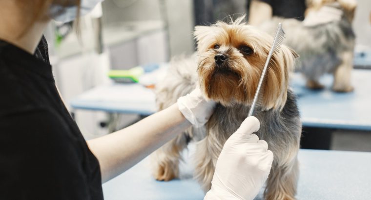Want to Start a Mobile Dog Grooming Business? Here’s What You Should Know