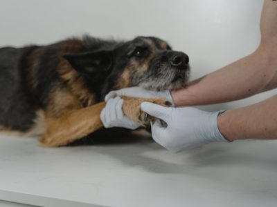 What Are Orthopedic Veterinarians and How Do They Differ From Other Veterinarians?
