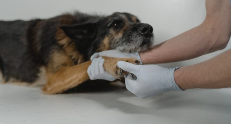 What Are Orthopedic Veterinarians and How Do They Differ From Other Veterinarians?