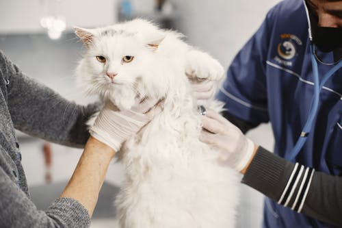 How to Become a Relief Veterinarian