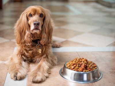 How Veterinarians Help to Create Formulas for Commercially Sold Pet Food